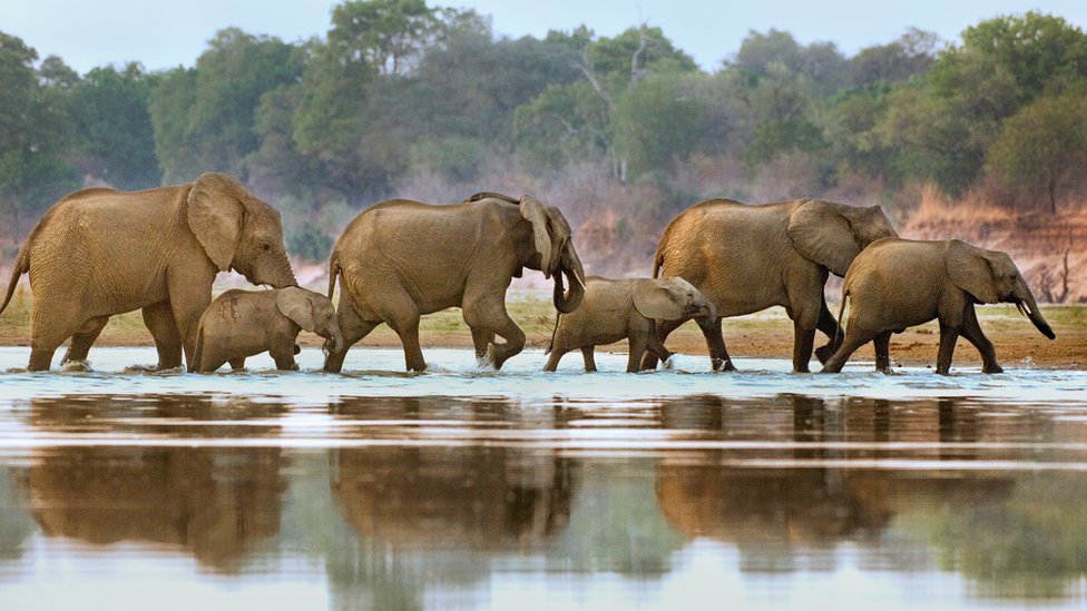 2 Days Nyerere National Park Safari