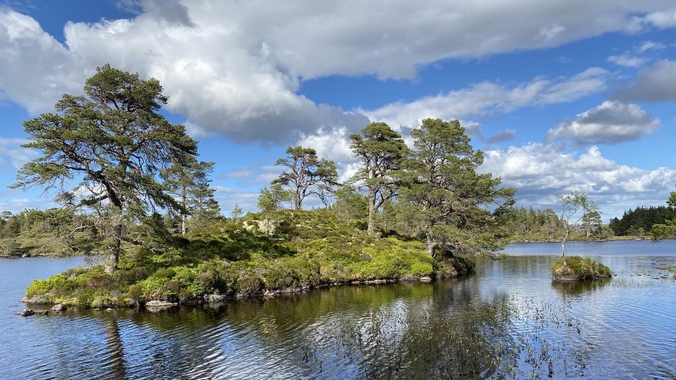 Glen Affric – Caledonian Forest restoration – Restore Our Planet