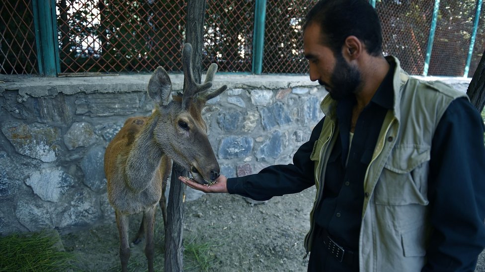 На этой фотографии, сделанной 12 июля 2016 года, сотрудник афганского зоопарка (справа) кормит оленя в вольере Кабульского зоопарка в Кабуле.