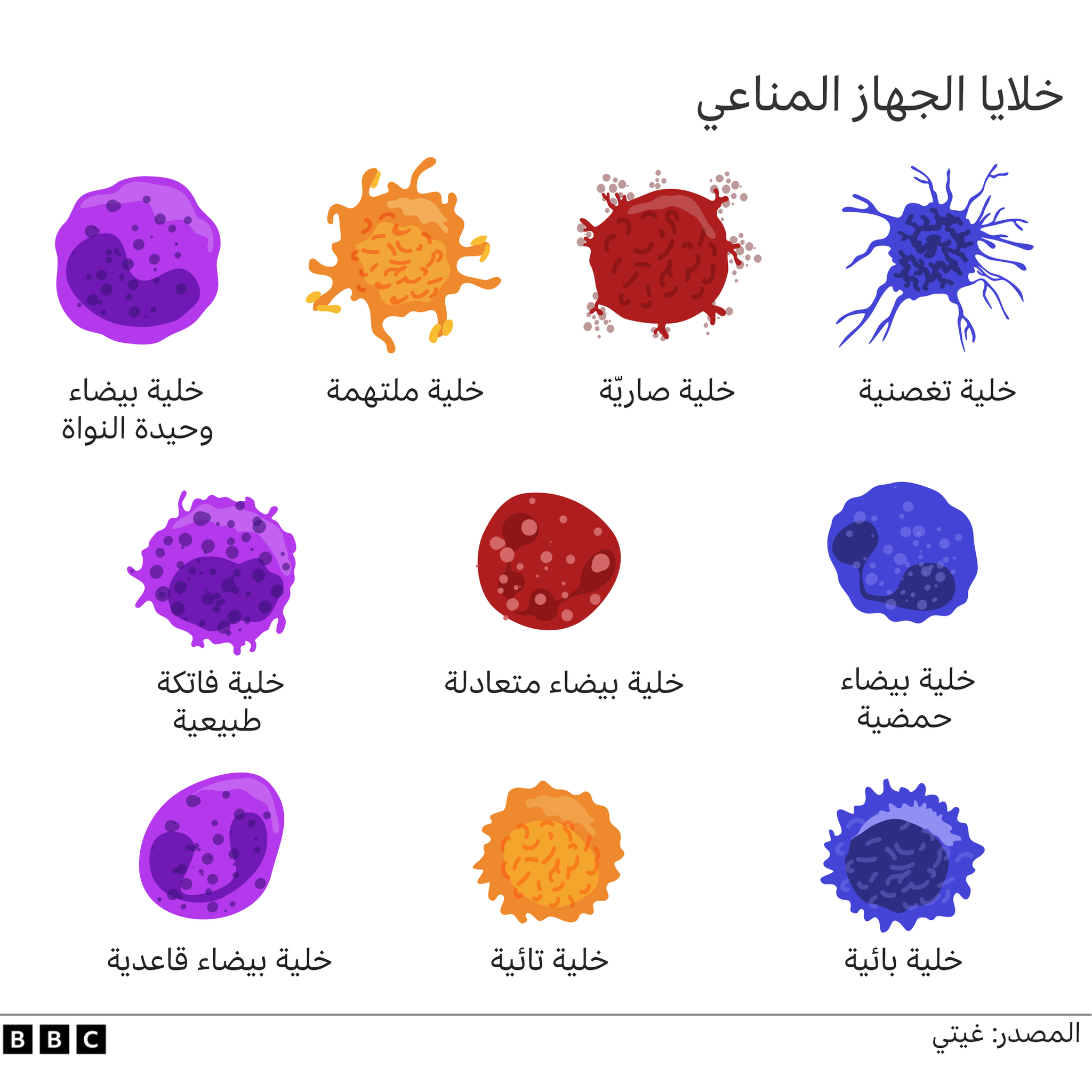 المناعة: لماذا لا يجب أن نشغل بالنا بتقوية جهازنا المناعي؟ 8 رسم توضيحي للخلايا المناعية