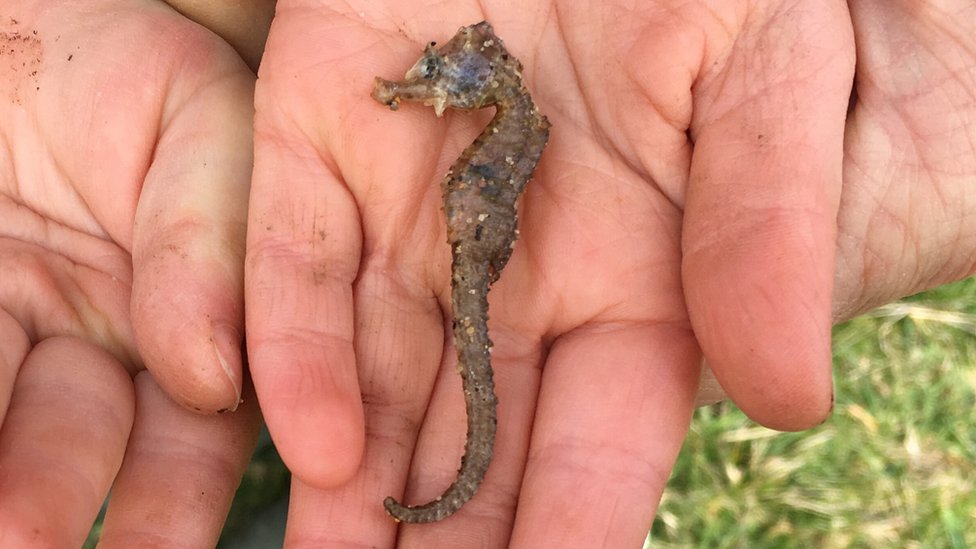 Морской конек с коротким носом найден в заливе Вобарроу