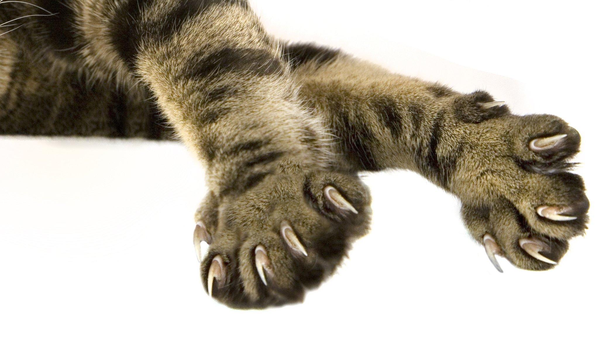 Cats paws hot sale after declawing