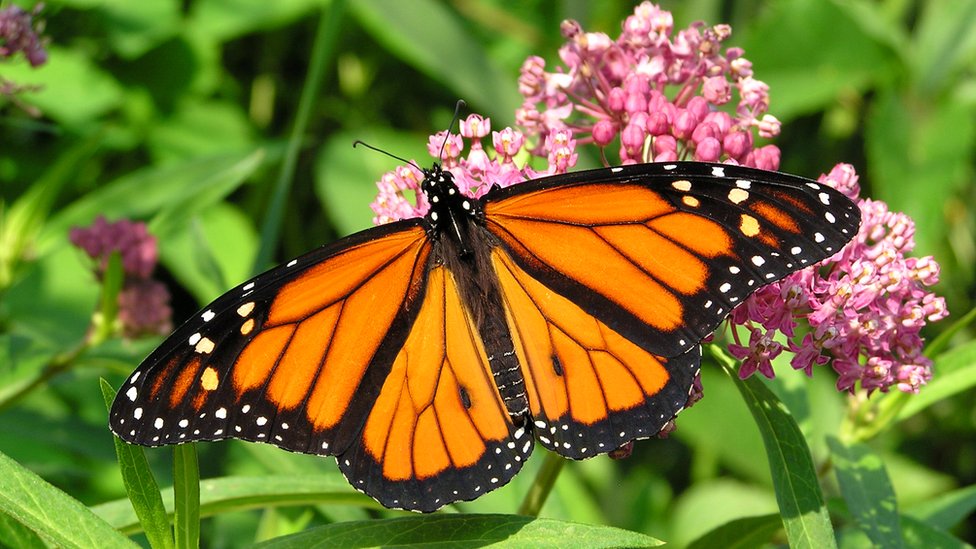 Monarch butterflies: Iconic species now listed as endangered - CBBC ...