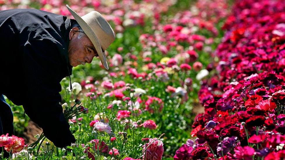 Un trabajador de flores
