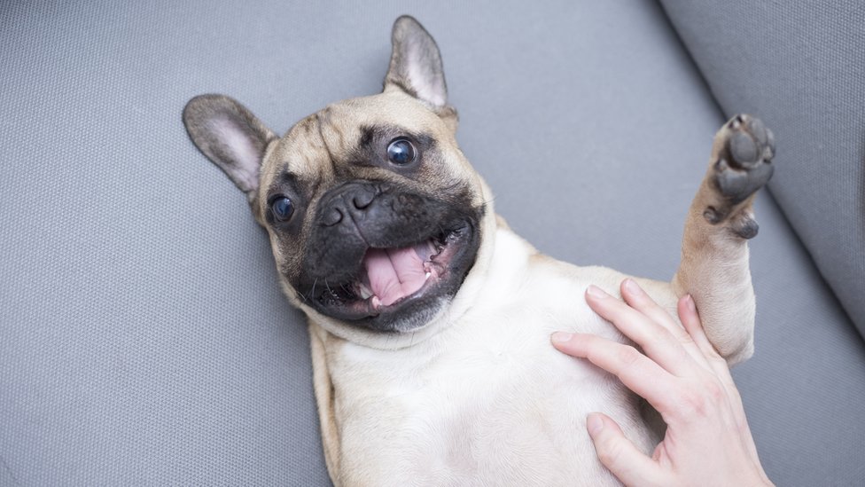 ¿Sabemos realmente que a los perros les gustan las cosquillas? Perro