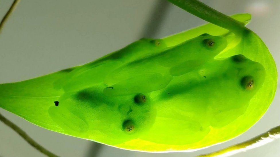 Glass frogs sleeping on leaves