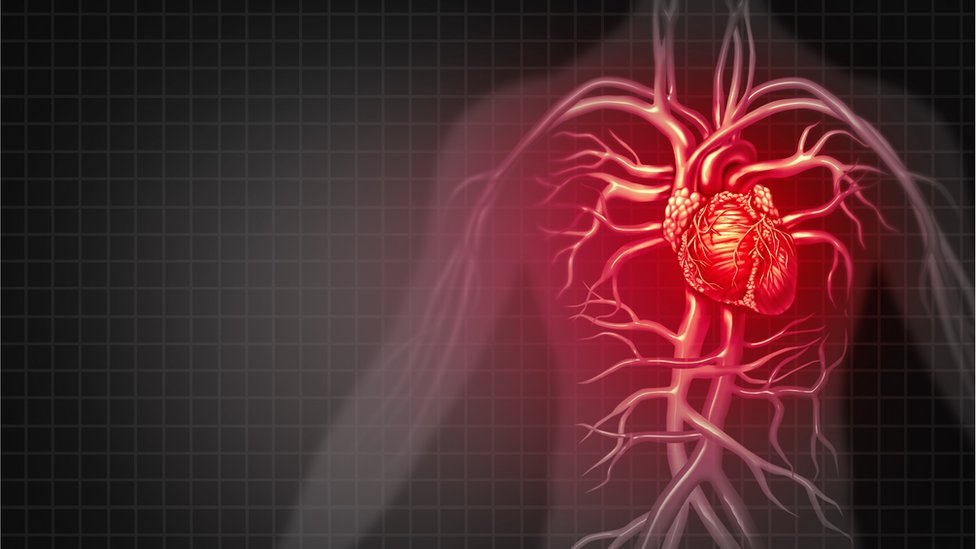 Sistema cardiovascular