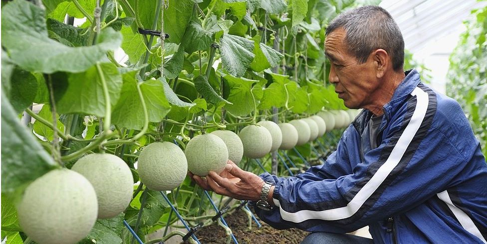 El primer producto de la temporada, o hashiris, son los más esperados y cotizados dentro del mercado. Melones, japón.