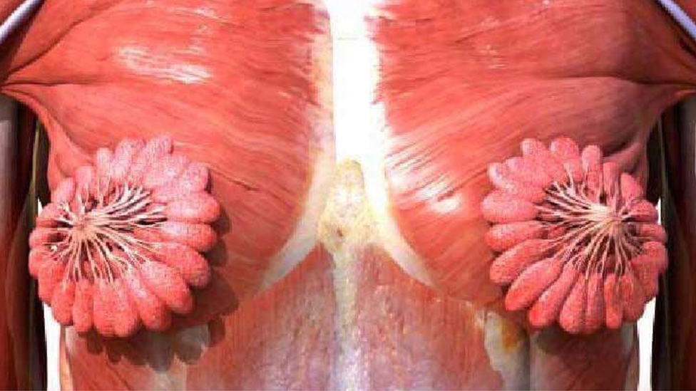 Biological diagram of female breasts goes viral