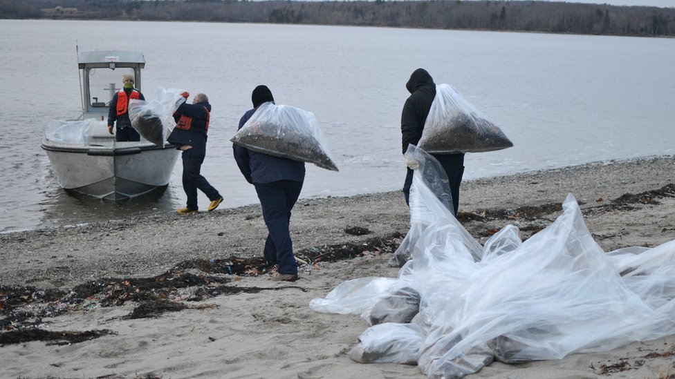 Люди выносят мешки с мусором с берега