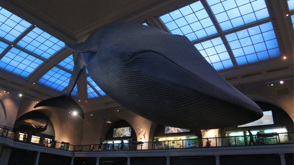 Вид на Зал океанской жизни в Американском музее естественной истории