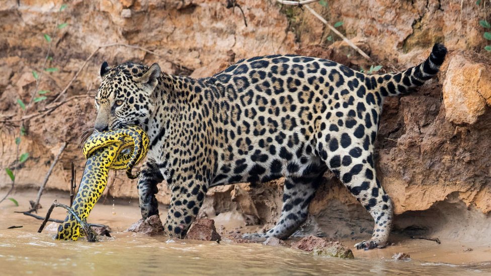 Бразильская дикая природа Пантанала может похвастаться ягуарами и анакондами