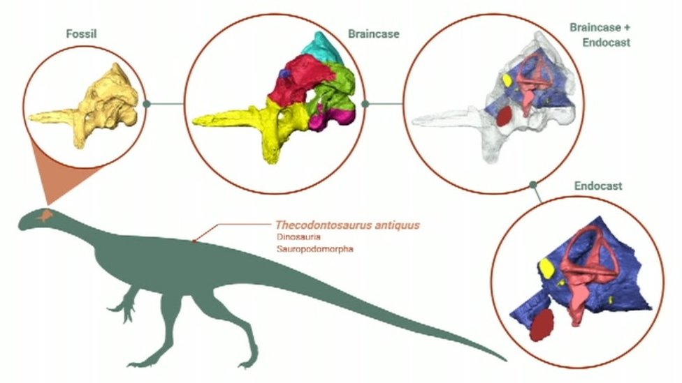 Диаграмма текодонтозавра