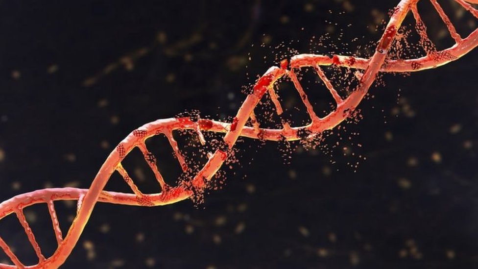 DNA Denisovan.