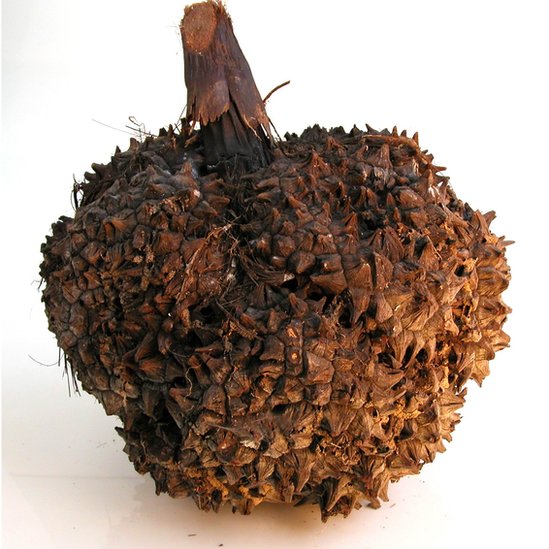 Las semillas provienen de seis tipos de palmera. Un racimo de tagua