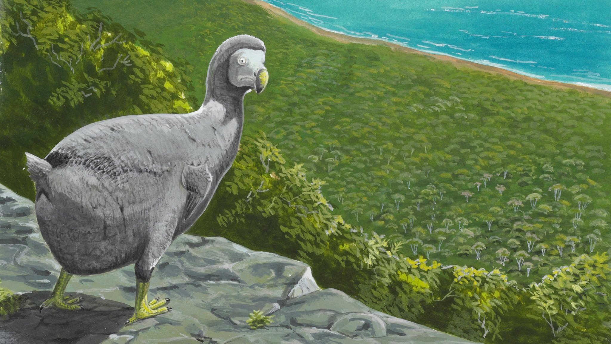 Secret life of the dodo revealed - BBC News