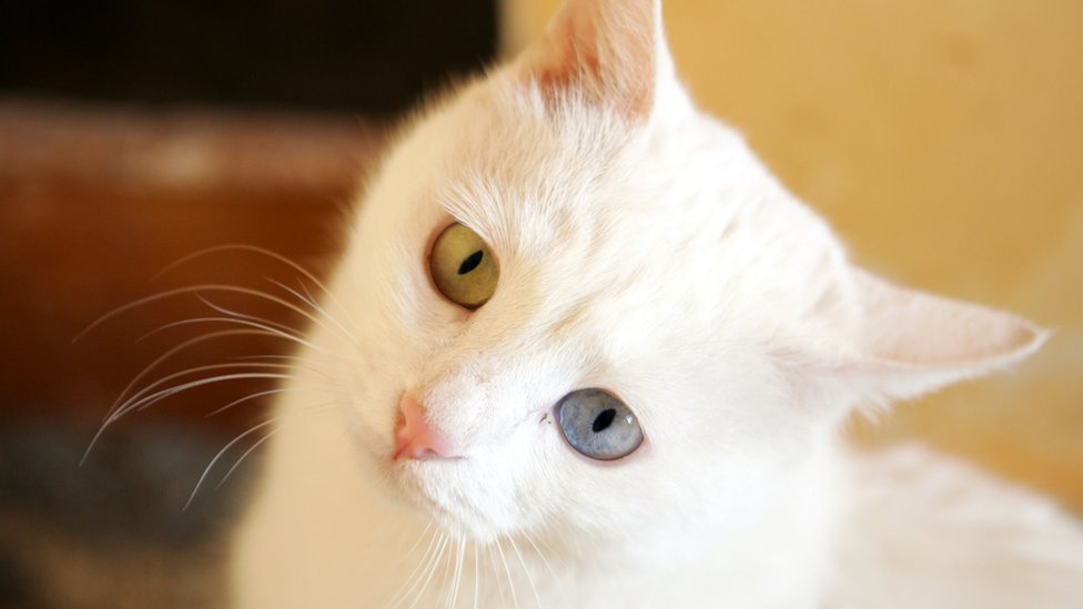 El hipertiroidismo se puede tratar con una inyección de yodo radiactivo. Gato