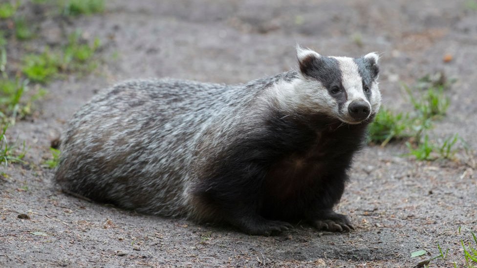 European badger