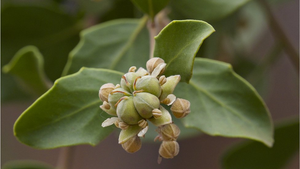 Árvore de sabão ou Quillaja Saponaria