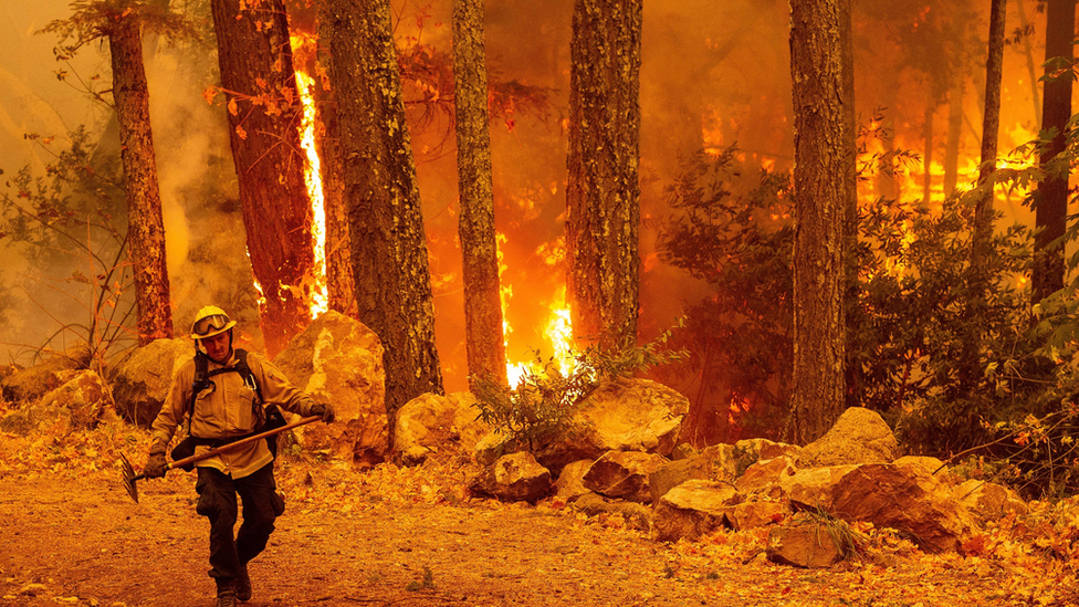 Incendio forestal