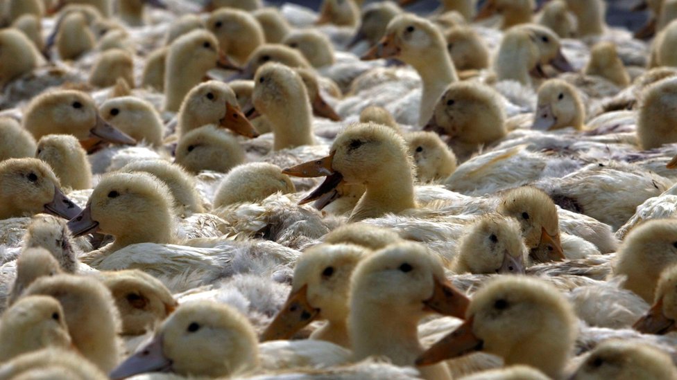 Çin'de bir pazarda satılık ördekler.