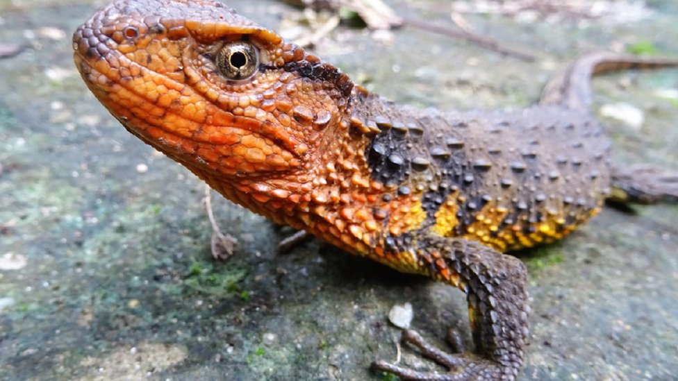 Kadal Vietnam (Shinisaurus crocodilurus vietnamensis).