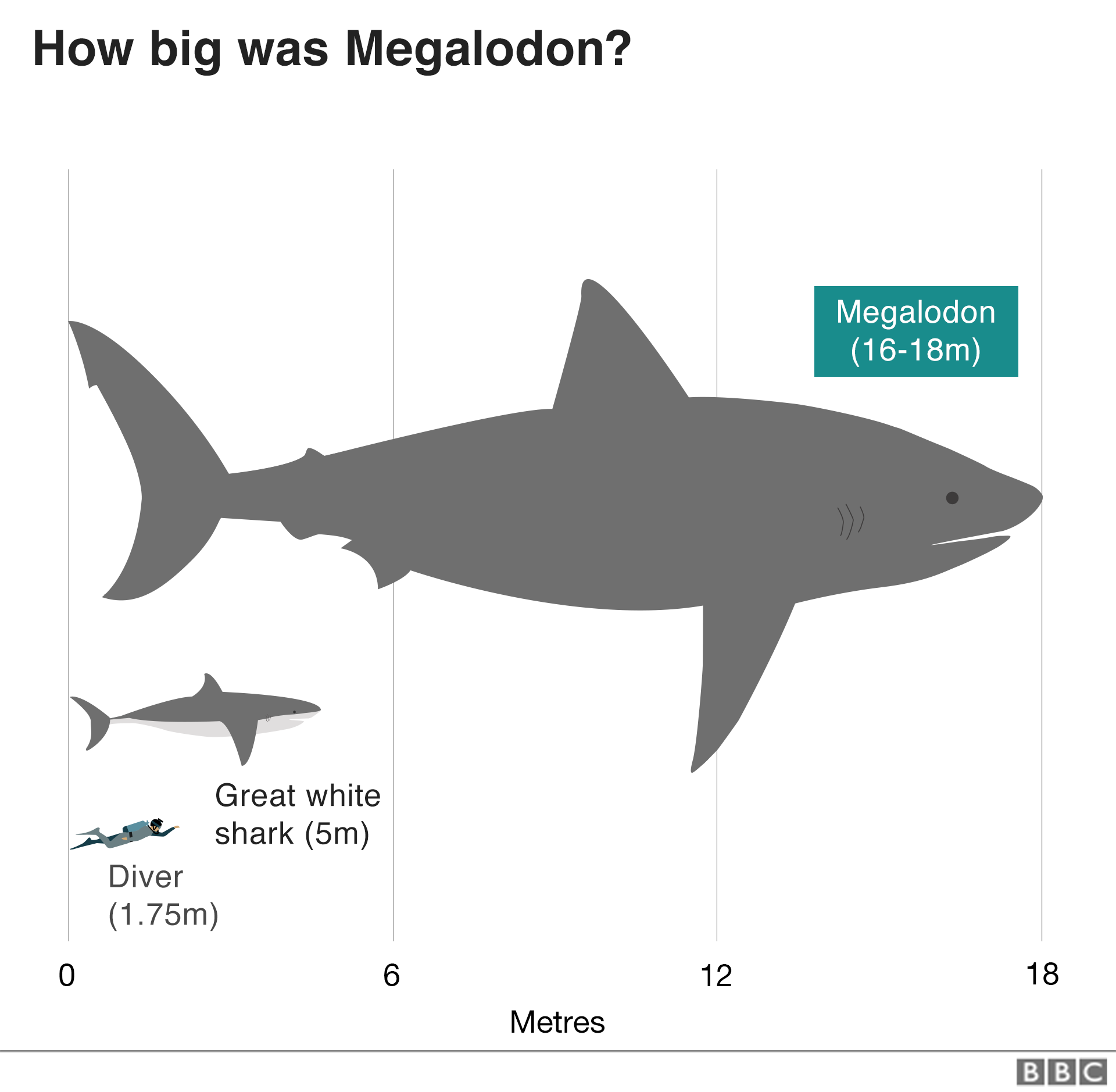 The Meg the myth, the legend (the science) BBC News