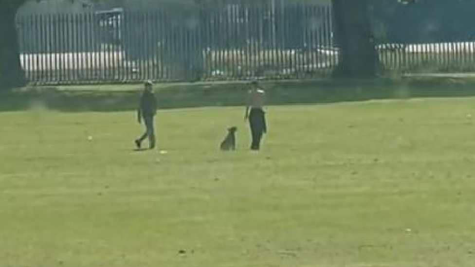 Hunt for man filmed kicking dog on snout in public park BBC News