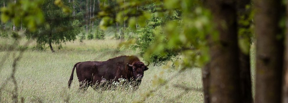 Krdo bizona u Bjalovješkoj šumi