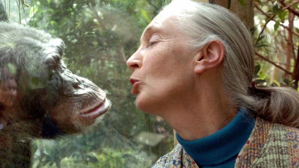 Džejn Gudal, svetski autoritet u proučavanju šimpanzi, razgovara sa šimpanzom Nana u zoološkom vrtu nemačkog grada Magdeburg