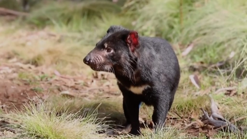 Tasmanian devils born on Australian mainland after 3,000 years