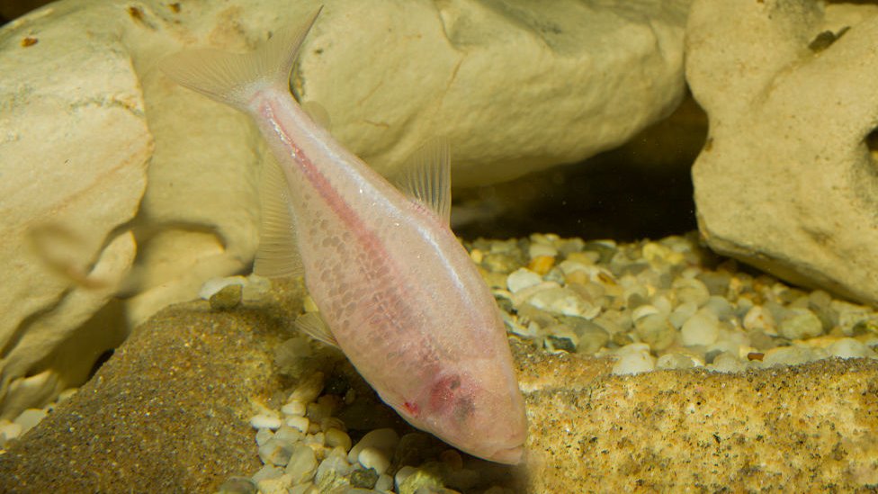 El pez ciego Astyanax fasciatus mexicanus