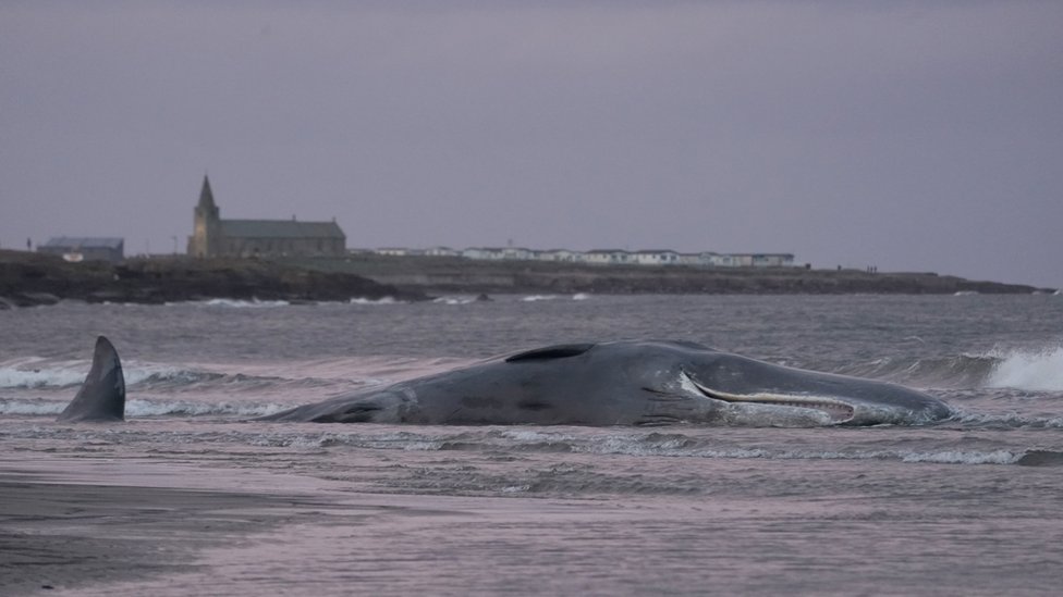 Мертвый кит на берегу Нортумберленда