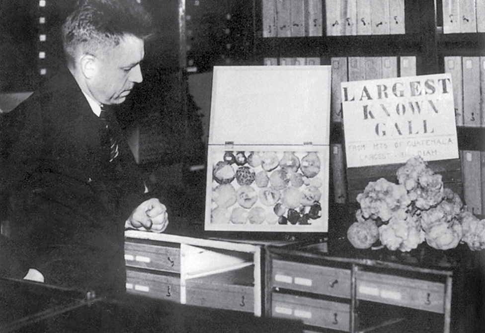 Kinsey con "la avispa gallarita más grande conocida" que encontró en Guatemala en 1936.