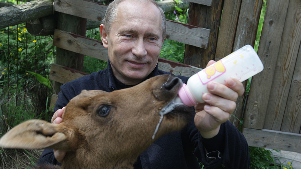 Vladimir Putin alimentando a un alce bebé