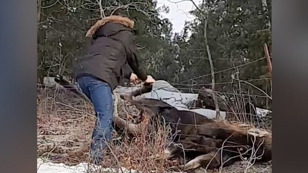 Canadian couple rescues moose with bare hands