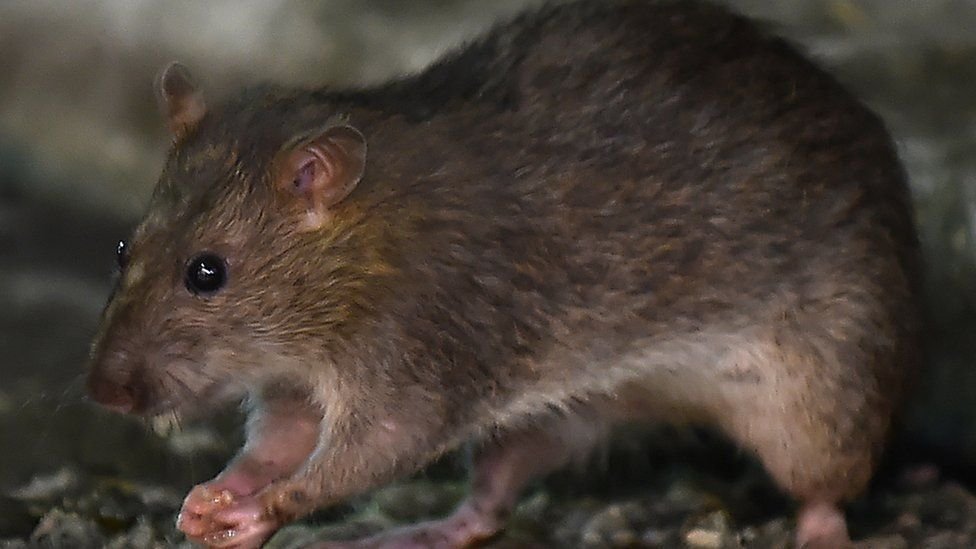 Expertos consideran que las ratas son "maestras de la adaptación".