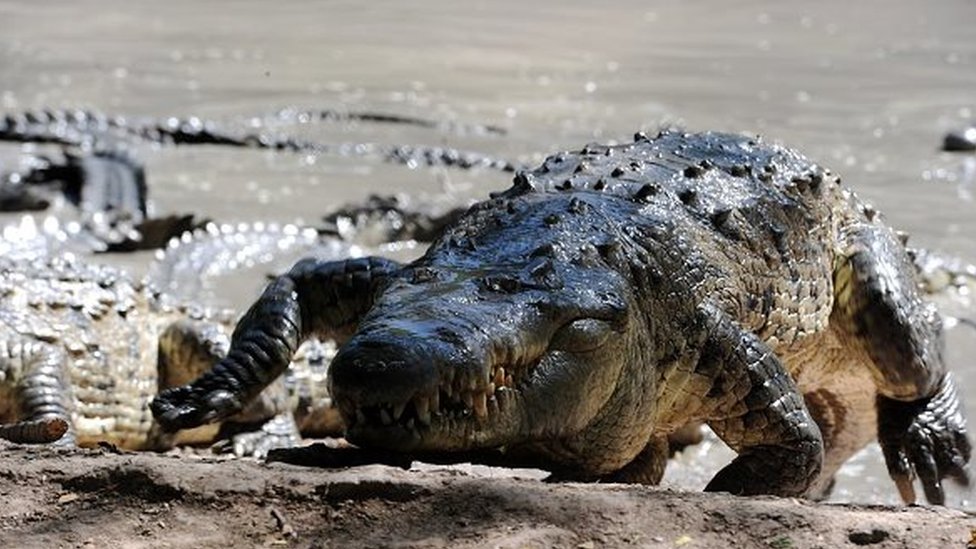 Honduran firm feeds crocodiles owned by 'drug's clan' - BBC News