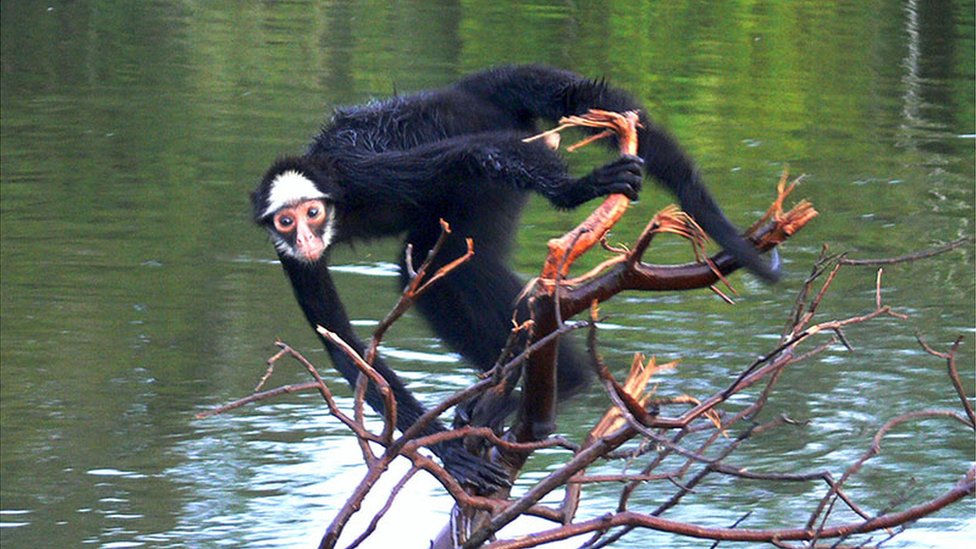 Macaco-aranha-de-cara-branca perto de rio