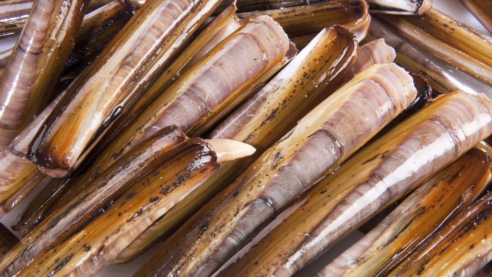 Razor Clam Wars: high seas battle of wits to stop illegal 'electro-fishing