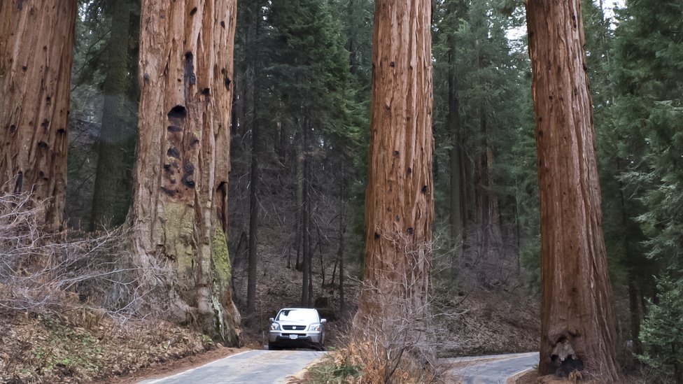 Estos imponentes árboles viven justo en un entorno que contiene poca cantidad de un elemento básico para su desarrollo. Secuoyas vistos desde la tierra