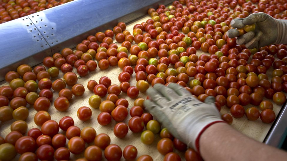 Rusiya “pomidor embarqosundan” nə qazandı? - BBC News Azərbaycanca