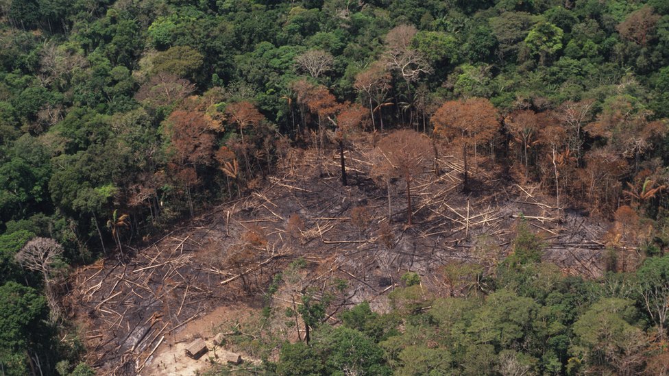 Brezilya 2018'de bir milyon hektardan daha fazla ormanını kaybetti
