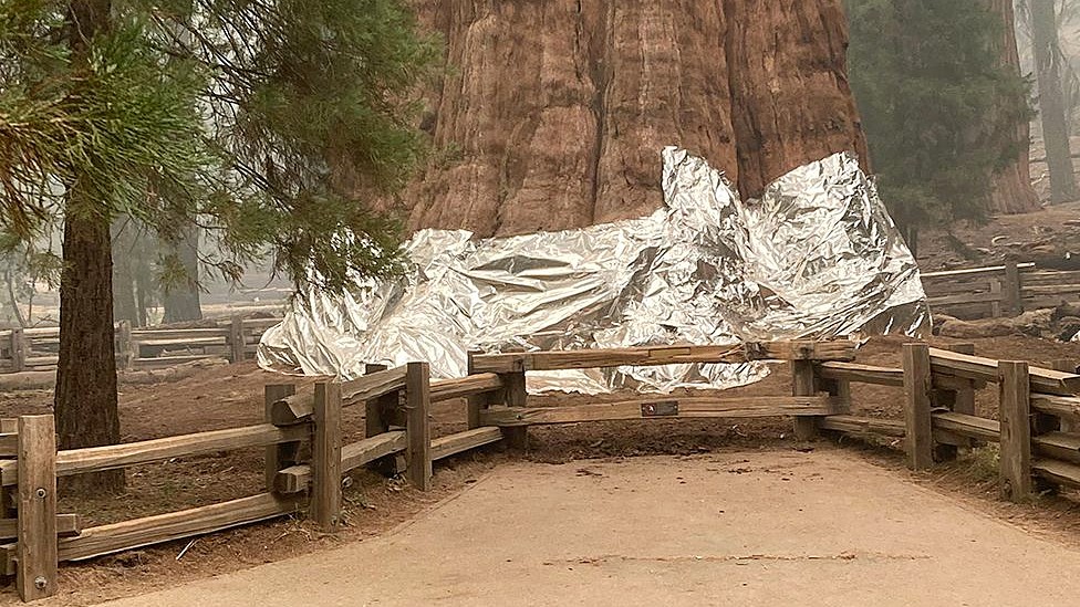 La base de la secuoya gigante General Sherman cubierta en una manta protectora