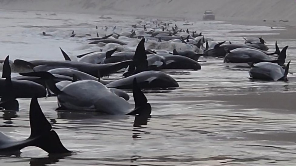 Australia whales: 90 dead in mass stranding off Tasmania - BBC News