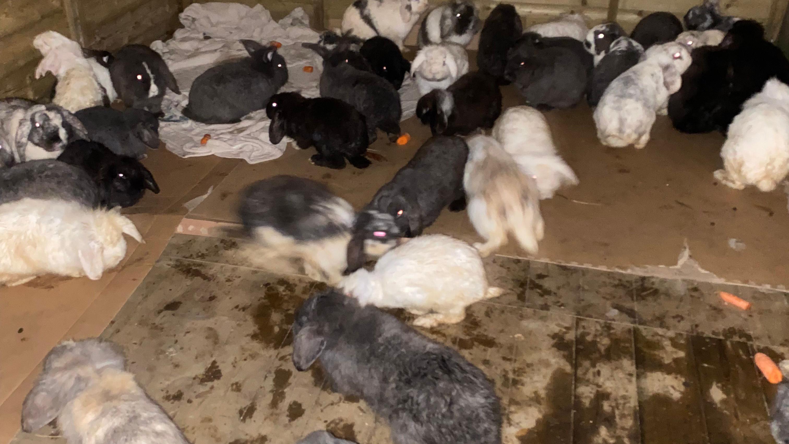 Chaddesley Corbett: Rabbits found dead or dying in field
