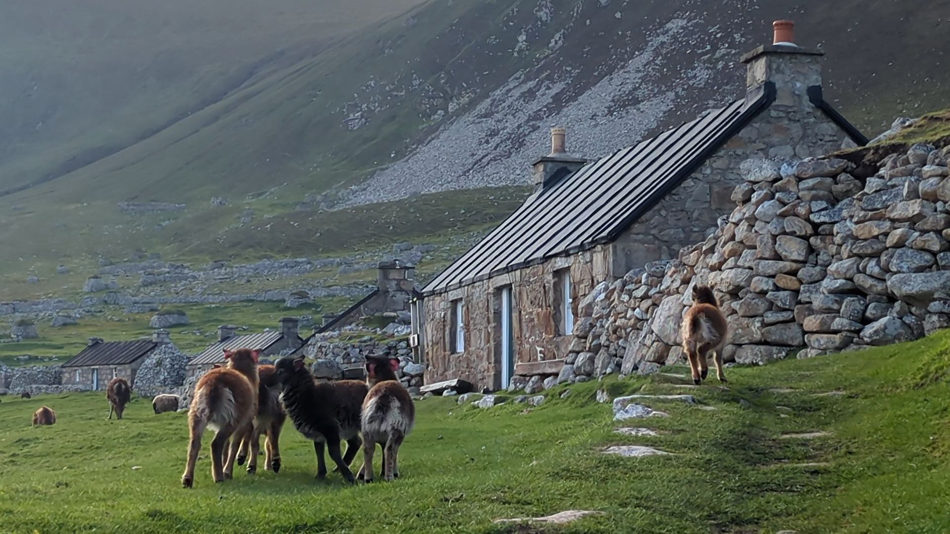 Ceistean air an togail às ùr mu chaoraich Hiort