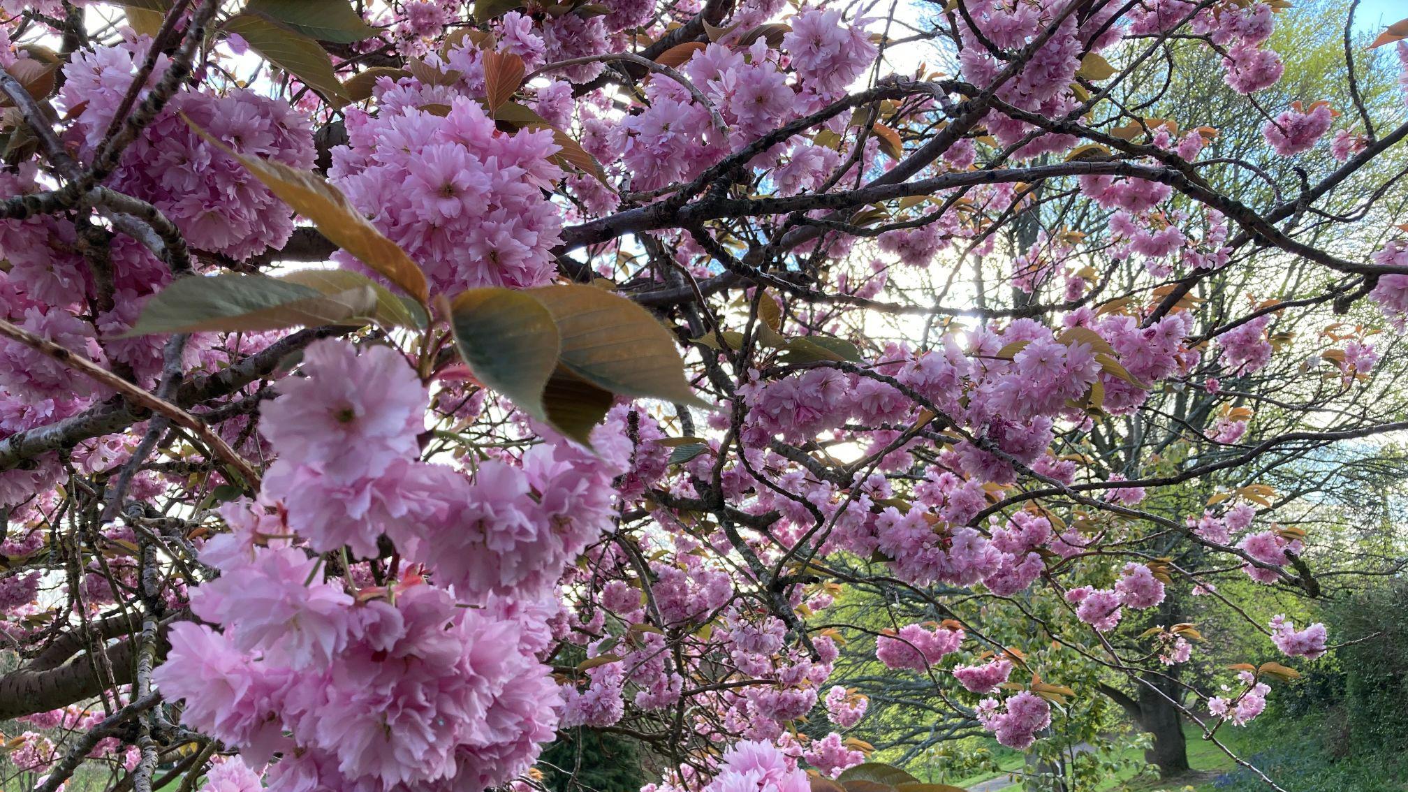 Kent's cherry tree blossom links to Japan