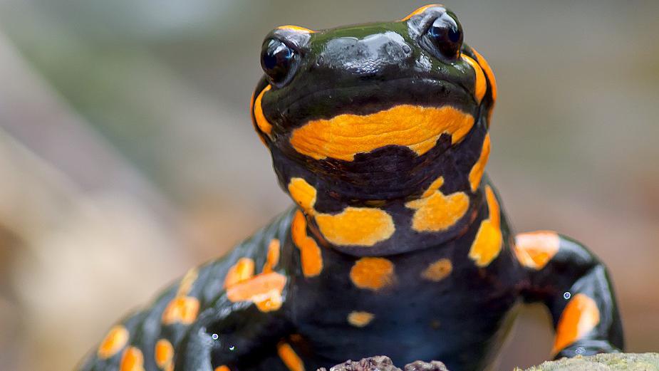 Skye salamander fossils found to be some of world's oldest