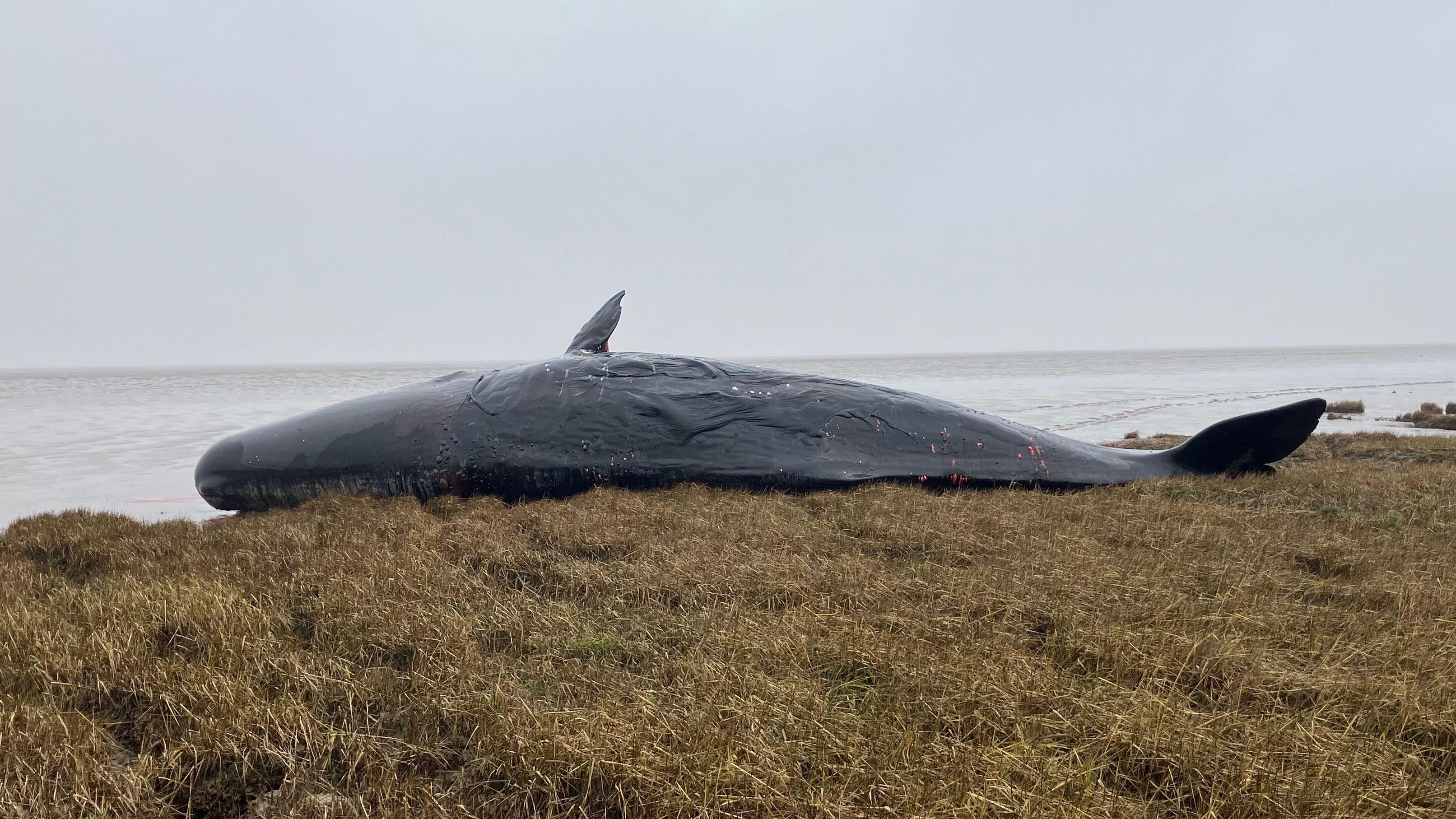 Bodies of two sperm whales wash up near Spurn Point - BBC News